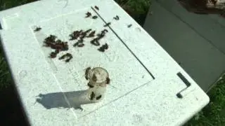 queen bee mating flight