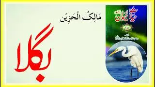 بگلا - Egret