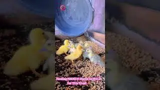 Cute vs. Creepy Crawly: Baby Ducks Take On A Calcium Worm ARMY! 🐥🐛🤯 #AnimalBattles #CuteAnimals