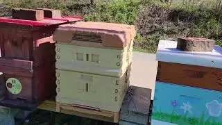 March 7, 2023 Narramore bee yard update with Adam Keylon
