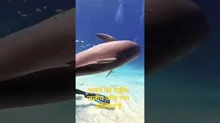 # Ganges river dolphin🐬 is the equatic national animal of india🇮🇳#