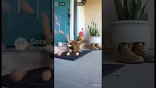 Free eggs #ai #funny #trending #angrychicken #freeeggs