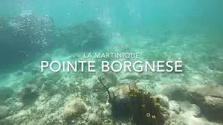 snorkeling pointe borgnese