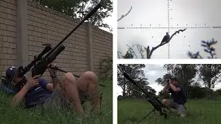 Daystate Red Wolf Safari | Crazy 138 Meter shot 🎯