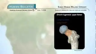 Science Bulletins: Early Human Walked Upright