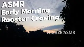ASMR Thai - No Talking - Morning Bird Sound - Rooster Crowing in the Morning Countryside | N-GAZE