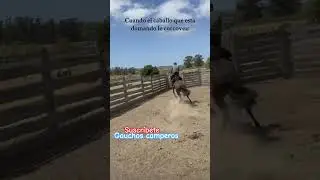 The old horse got angry 🐴