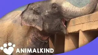 Blind elephant seeks acceptance from new herd