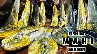 Fishing Mahi Season on Guam! #fishingdaily #mahimahi