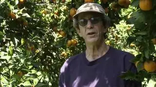 Ojai, California Pixie Tangerines