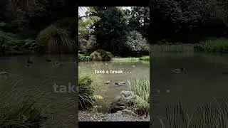 Ducks and ducklings in Spring in the park with birds singing #shorts #relaxing #ducks  #nature