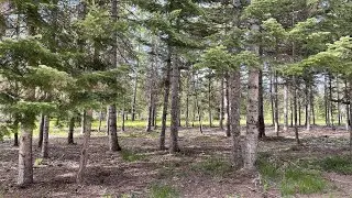 No Boundaries Forestry: How private/residential landowners are getting involved