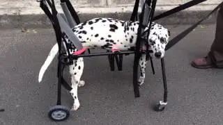 Carro de 4 llantas perro discapacitado car-can