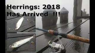 Herring Fishing Long Island NY  in December 2018 ep.108