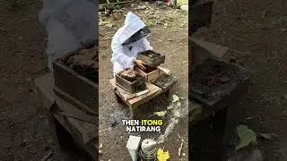 SPLITTING STINGLESS BEE COLONY