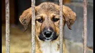 When animals taste freedom for the first time, after years in captivity  Video
