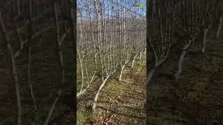 janiya (jittuChauhan)SOS system(stoil orchard system) modern farming#applefarming channel subscribe
