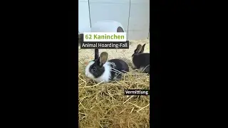 Kaninchen-Nachwuchs sucht Zuhause! (Animal Hoarding-Fall) (Teil 7)