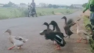 ASMR | Relaxing Sound of Nature and Ducks | Art of Nature