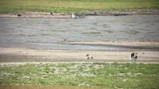 Common Sandpiper - Actitis hypoleucos - Oeverloper - 15 augustus 2024