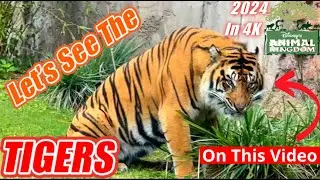 Disney World Animal Kingdom Jungle Trek Tigers 4K 2024