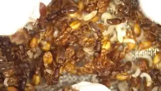 畢氏粗角蟻 Ooceraea biroi