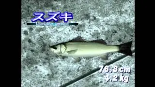[PS]SeaBass Fishing 2 part1