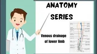 Avoid Mistakes: Lower Limb Venous Drainage Revealed #lowerlimbanatomy #anatomy