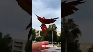 Macaw Flying 😘😍🍃💫#bird #short #parrots #theparrotsclub #macaw