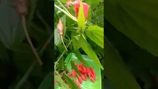 Flower harvesting#flower plucking#flower tying