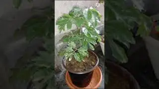 Some varieties of Aralia plant by Rubul Tanti