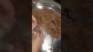 حمام طعمه ولا غلطه #اكسبلور #food #طبخ 
