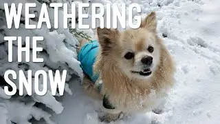 Full Time RV Living / Weathering the cold front in Springerville AZ / Our crazy Snow Bear