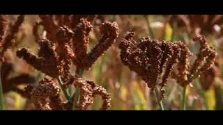 Documentary on Millets