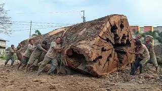 Sawmill Crew Frozen! A Beautiful Redwood Giant Turns Dull the Moment It’s Sliced