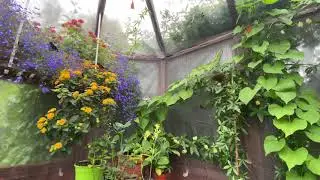 Tropical Butterflies flying in a Butterfly House - Tropical Butterflies UK