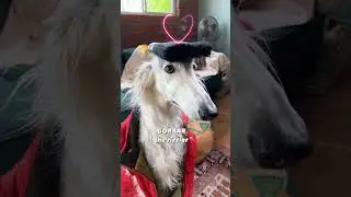 BE NOT AFWAID #borzoi #shorts #dogs #hoark #apocalypse #lore #unhinged