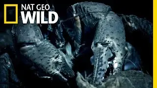A Giant Coconut Eating Crab | Wild Indonesia
