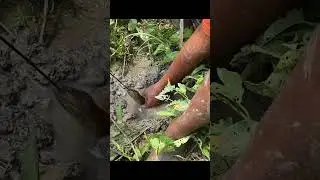 Eel catching technique #eel #fish #fishing #viral #viralshorts