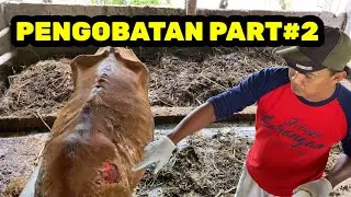 Part#2 PENGOBATAN SAPI LUKA GATAL