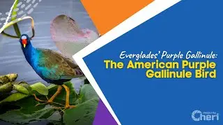 Everglades&rsquo; Purple Gallinule: The American Purple Gallinule Bird