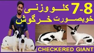 Rabbit Farming-Checkered Giant Rabbits Information-one of world's biggest Rabbits' Breeds.