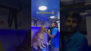 5 SUPER Tips Before You Book a Pet Grooming Van | PAAWSH Grooming Van Ahmedabad 🚐🐾