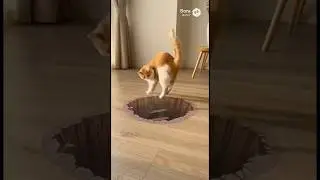 Cat vs. Fake Hole 😱🐾.       #cat #reels #trending #shorts