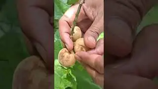 What amazing fruit peeling _ tropical fruit #fruitworld #satisfying #fruitsworld #fruiting