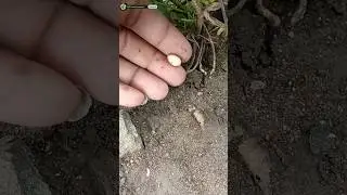 how to pollination peanut plants
