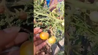#garden #vegetables #tomato #health #healthy #gardening #home #terracegarden