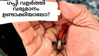 GUPPY| guppy farming|guppy valarthal malayalam|guppy breeding|tilapia fish|carp fish|guppy fish farm