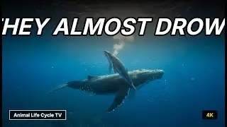 Baby Whale &ndash; The Shocking Secrets of Their Ultimate First Breath