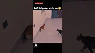 Cat&rsquo;s Ninja Flip 😼🥷 | Why This Move Is Too Smooth